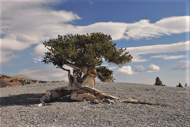 Great Basin NP